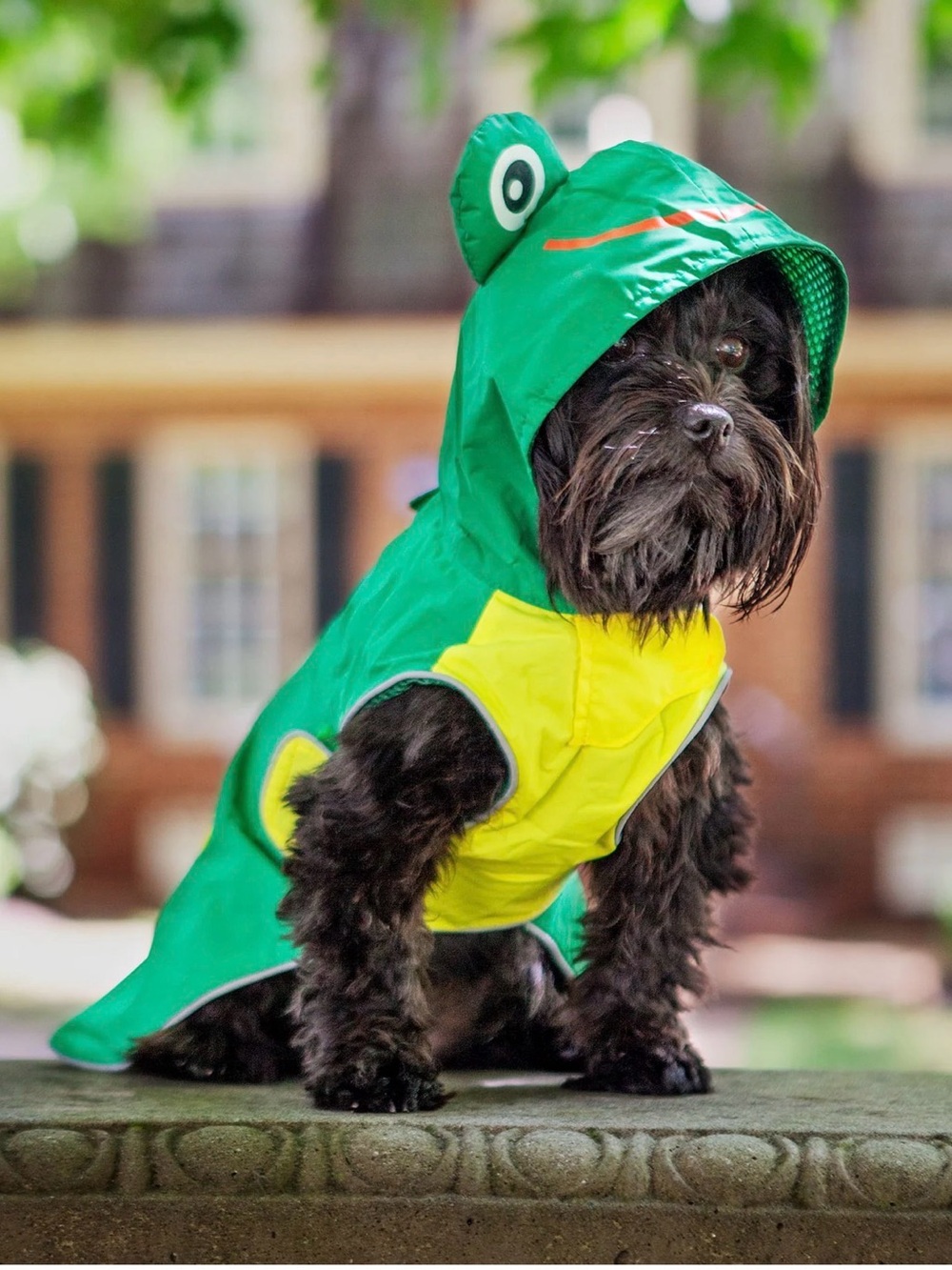 Dog & CO Frog Dog Raincoat in Green Size Small